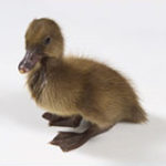 Khaki Duckling.jpg  