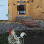 fowl-weather-coop-door_2825.jpg  