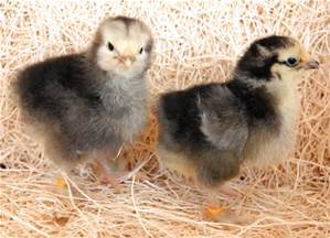 light brahma baby chicks.jpg