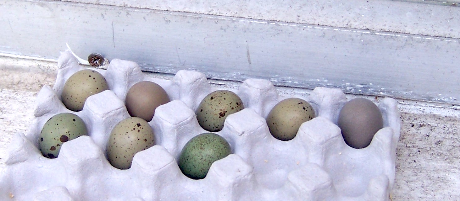Button Quail Hatching Eggs 15