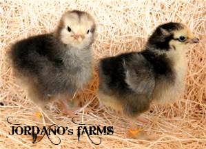 light brahma baby chicks.jpg