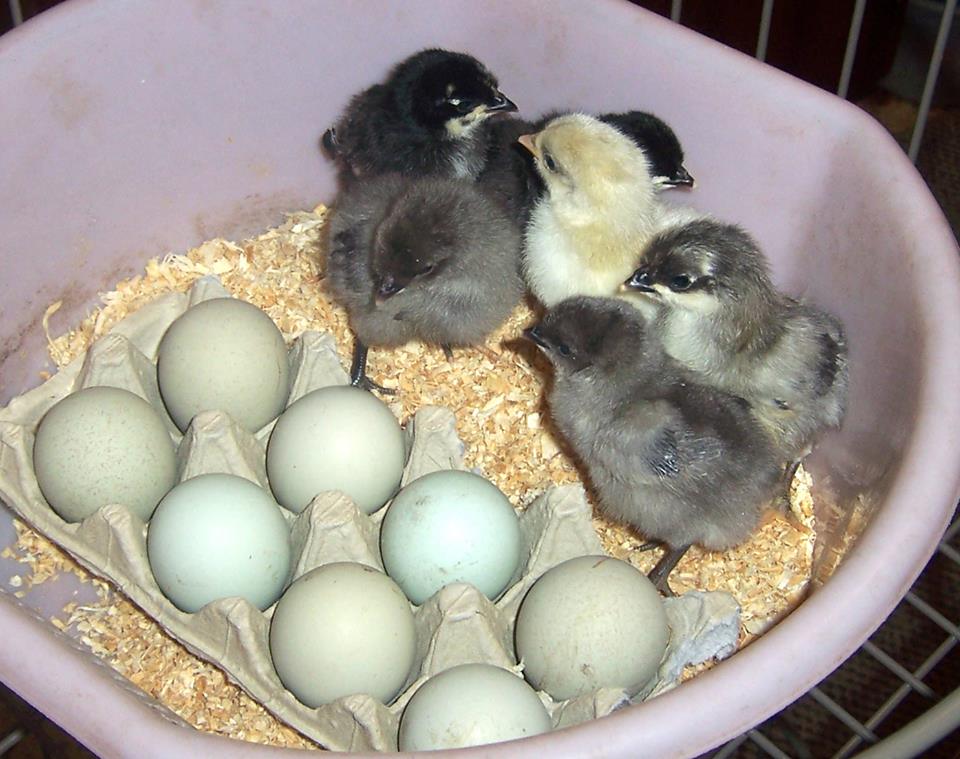 Isbar/ Silverudds Blue hatching eggs 10 