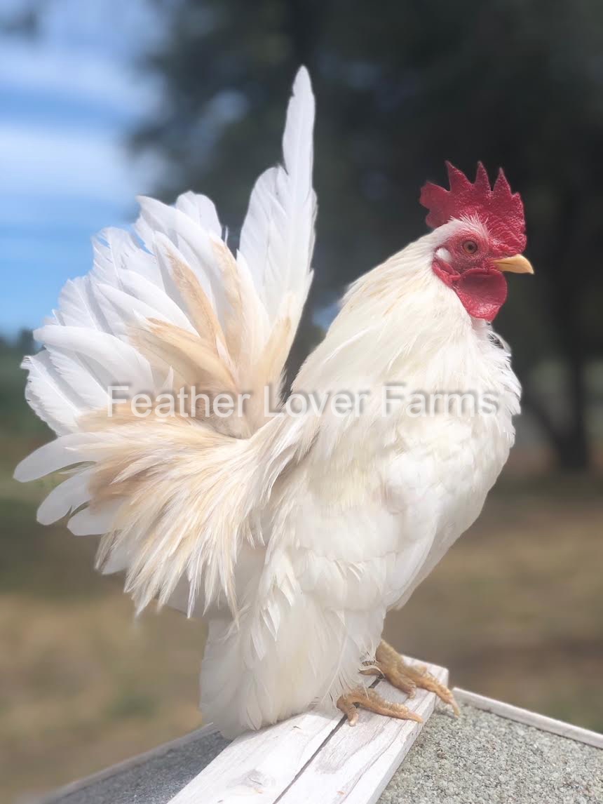 12+ Serama Chicken Hatching Eggs from Tiny Miniature Hens Size A & B +COLD PACK 