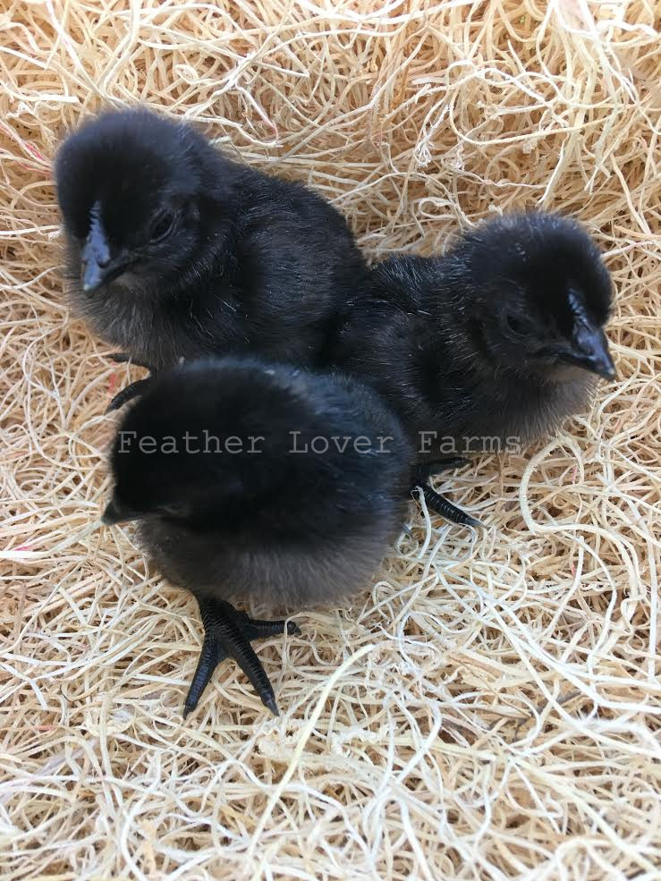 Facebook Cemani chick summer sale.png